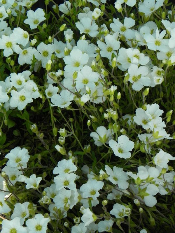 Arenaria montana ‘Avalanche’