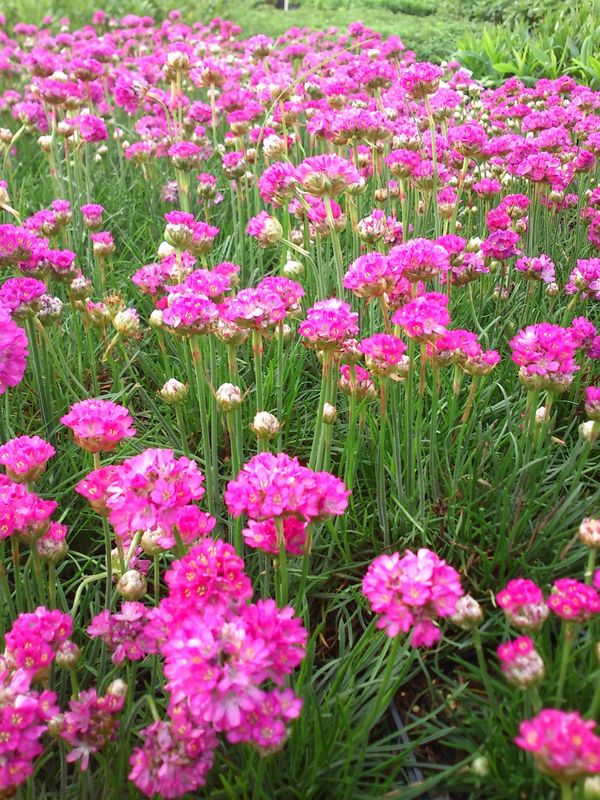 Armeria maritima ‘Splendens Select’
