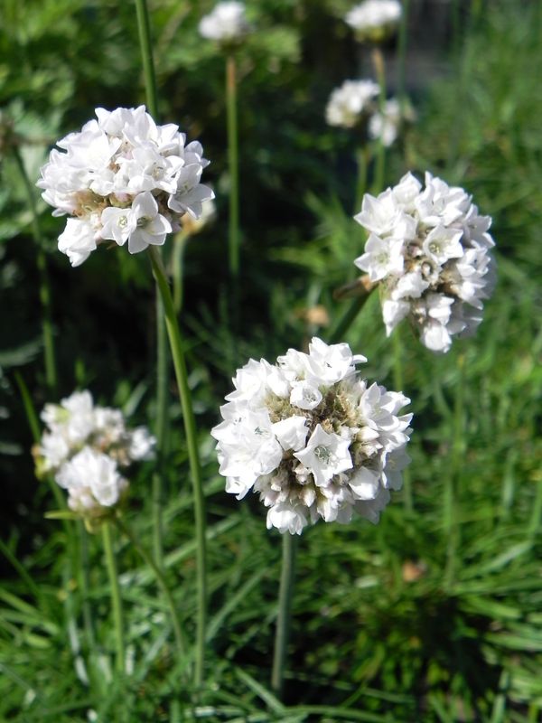 Armeria maritima ‘Alba’