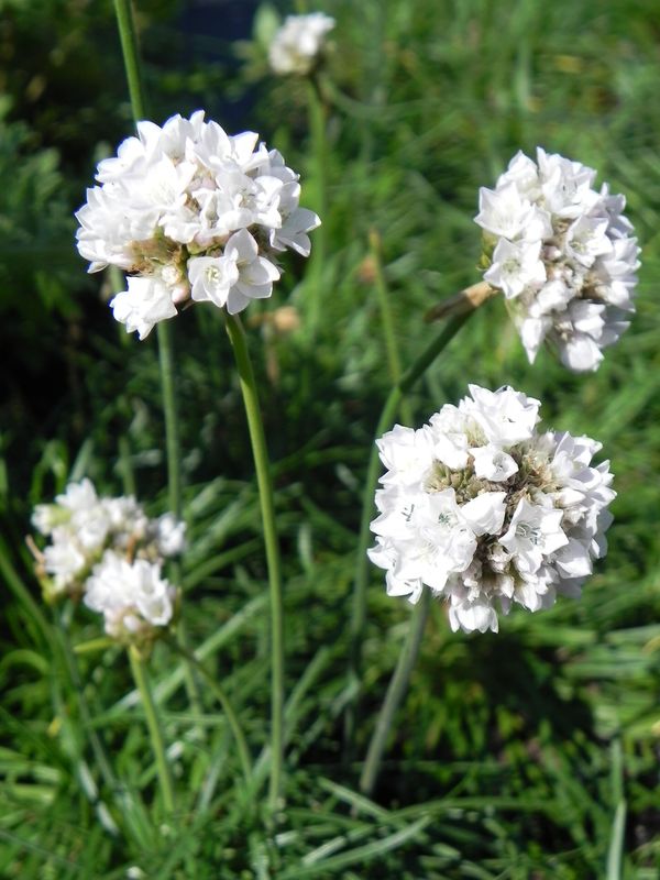 Armeria maritima ‘Armada™ White’