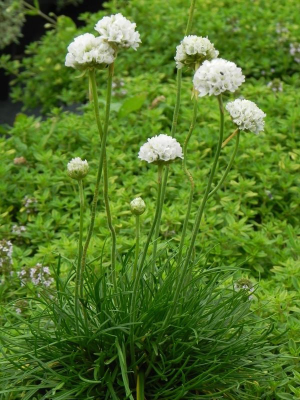 Armeria maritima ‘Abbey White’