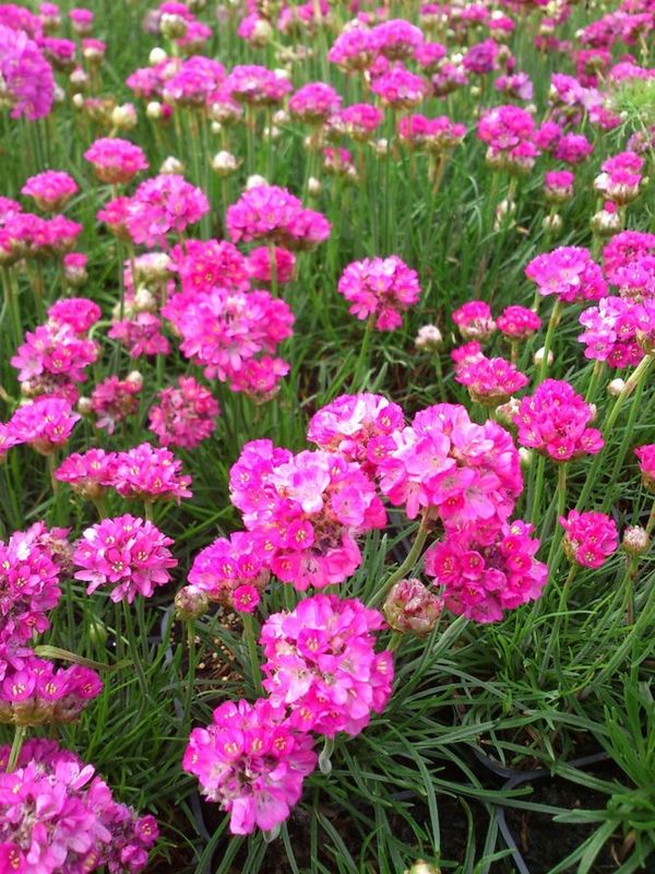 Armeria maritima ‘Abbey Deep Rose’