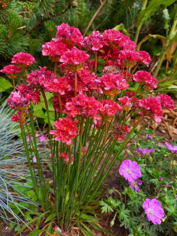 Armeria pseudarmeria ‘Ballerina Red’