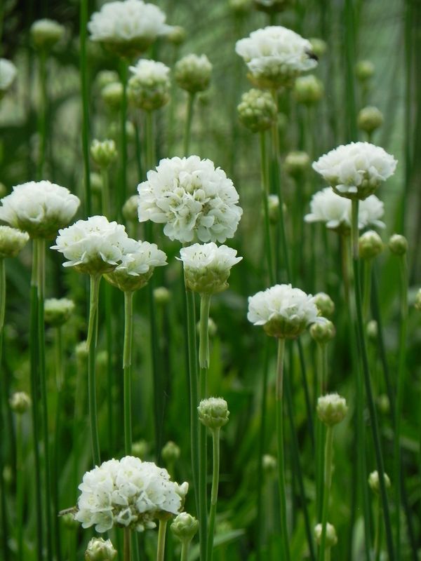 Armeria pseudarmeria ‘Ballerina White’