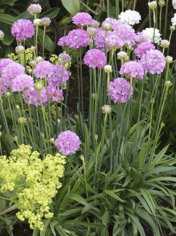 Armeria pseudarmeria ‘Ballerina Purple Rose’