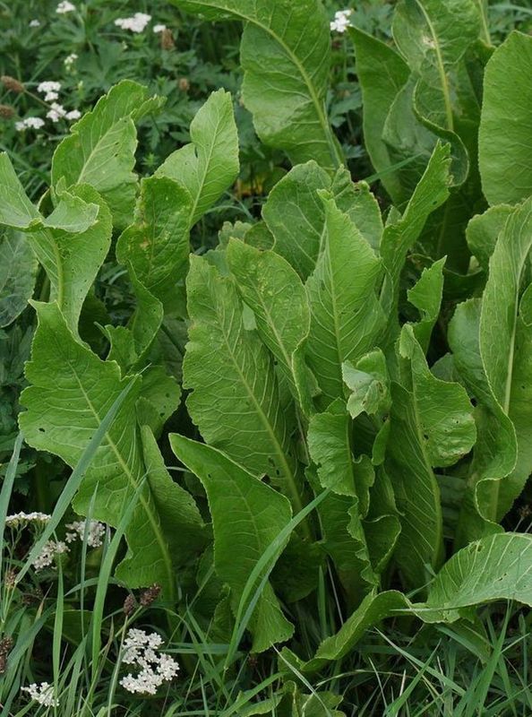 Armoracia rusticana