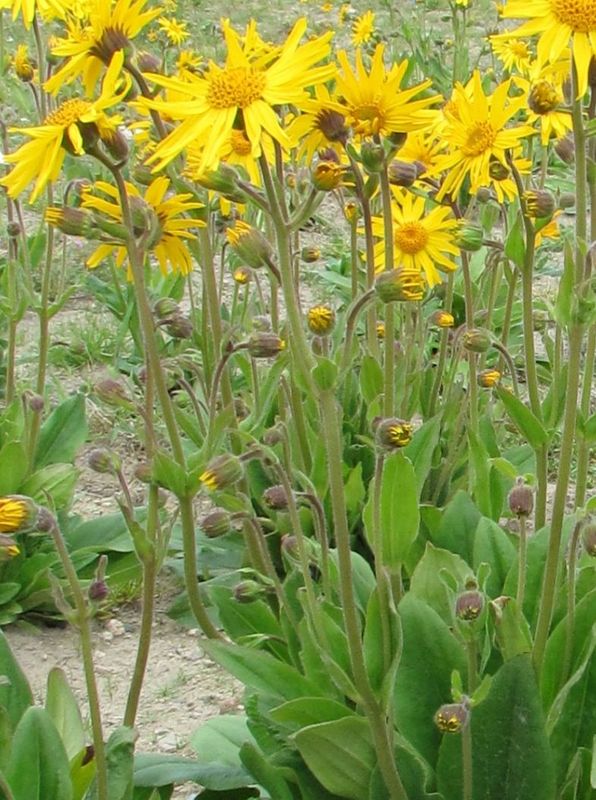 Arnica montana ‘Arbo’