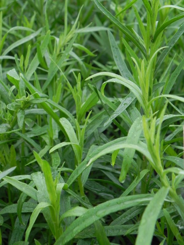 Artemisia dracunculus