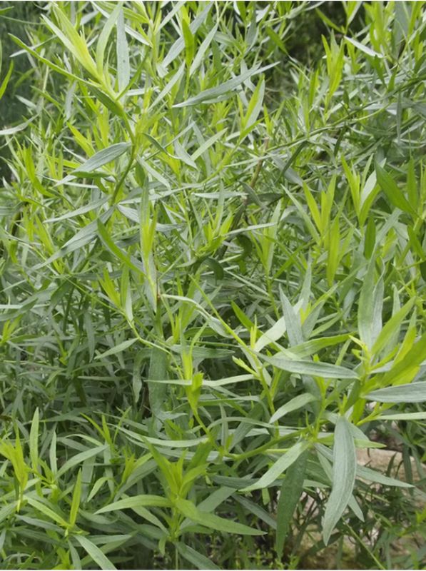 Artemisia dracunculus ‘French Dragon’