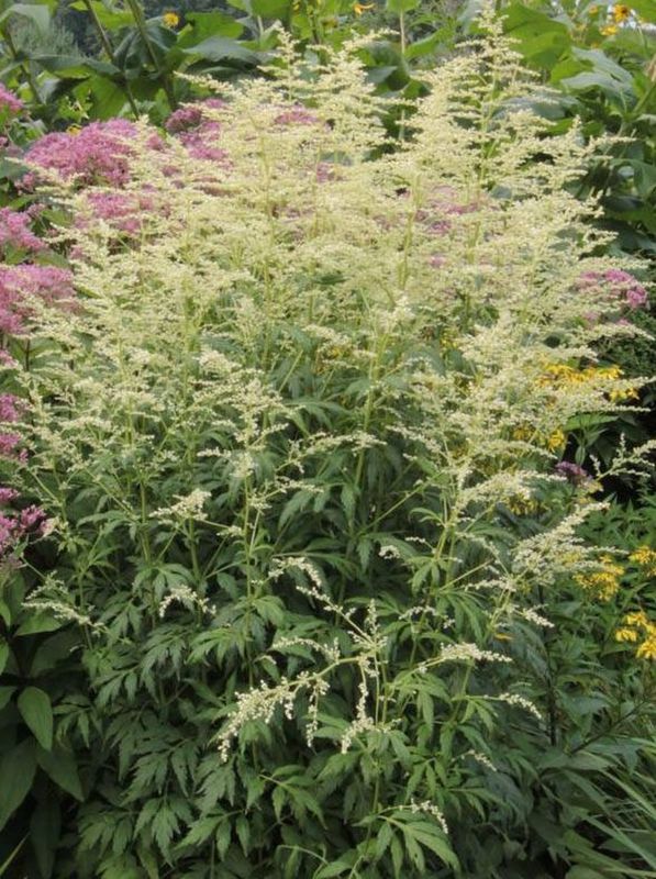 Artemisia lactiflora