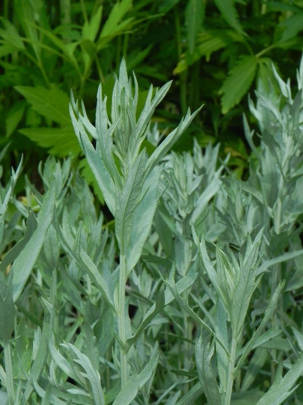 Artemisia ludoviciana
