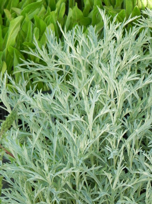 Artemisia ludoviciana ‘Silver Queen’
