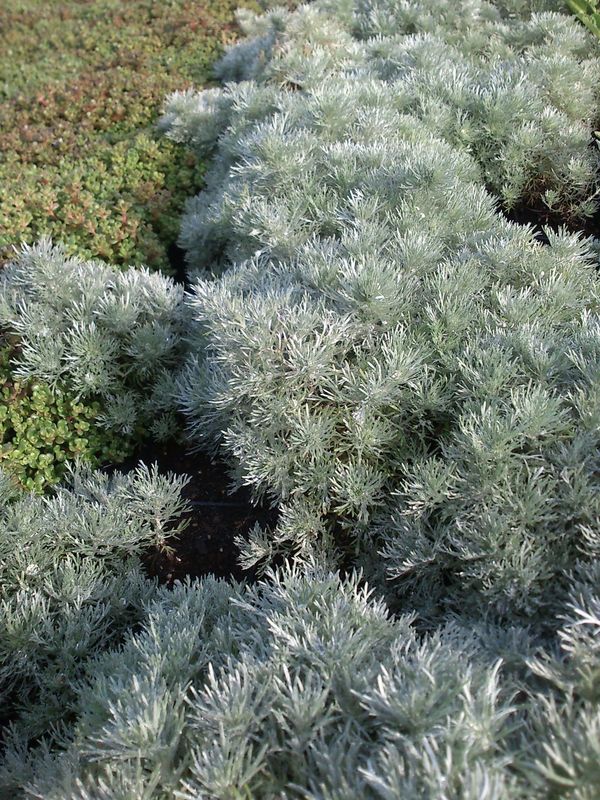 Artemisia schmidtiana ‘Silver Mound’