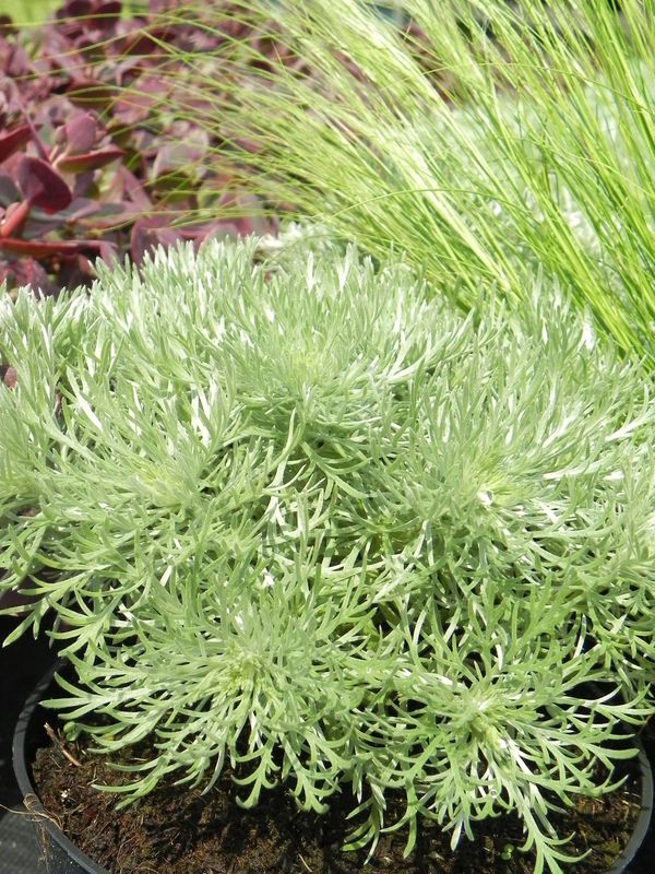 Artemisia schmidtiana ‘Nana’