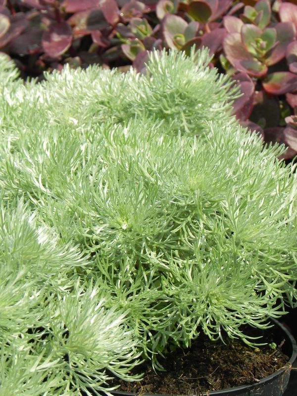 Artemisia schmidtiana ‘Nana Attraction’