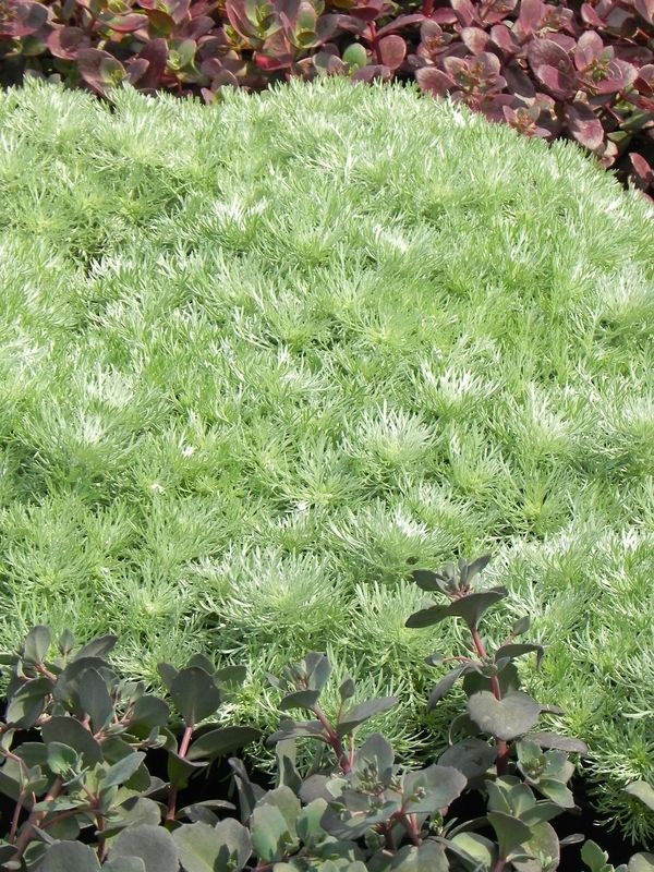 Artemisia schmidtiana ‘Nana Attraction’