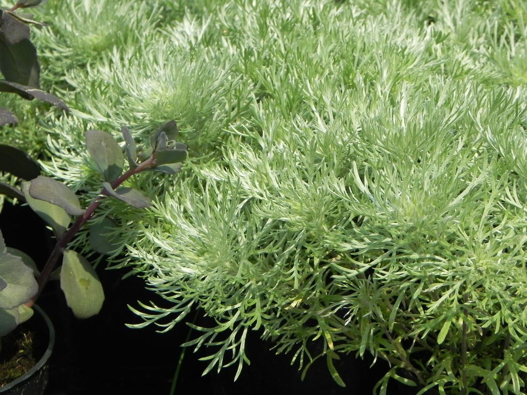 Artemisia schmidtiana ‘Nana Attraction’