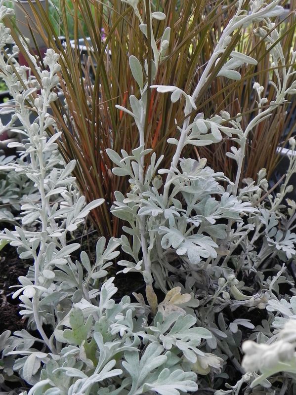 Artemisia stelleriana ‘Silver Brocade’
