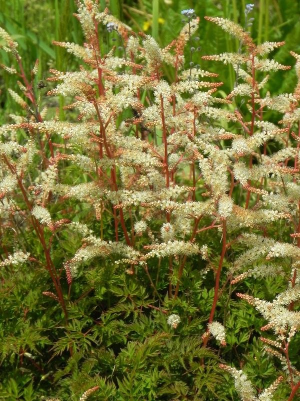 Aruncus aethusifolius ‘Noble Spirit’