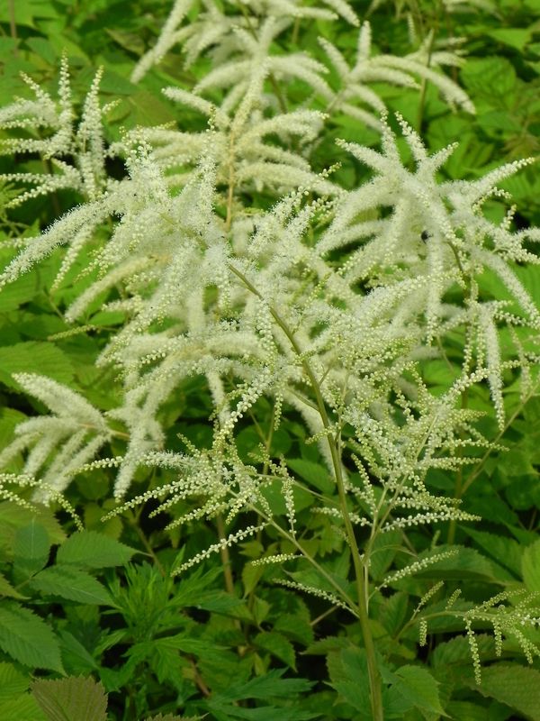 Aruncus dioicus