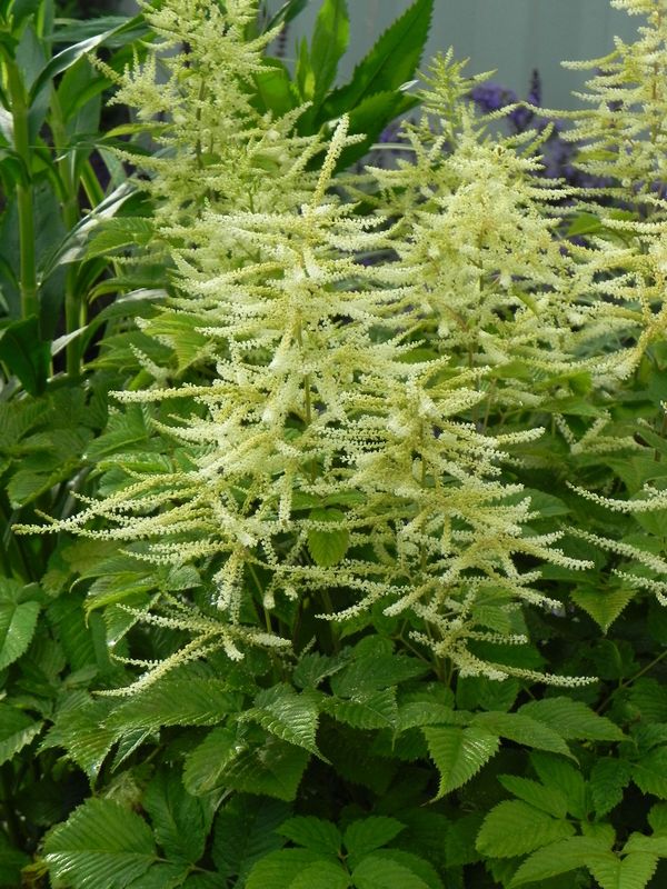 Aruncus dioicus