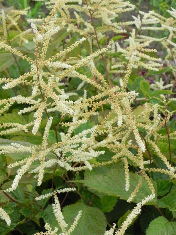 Aruncus dioicus