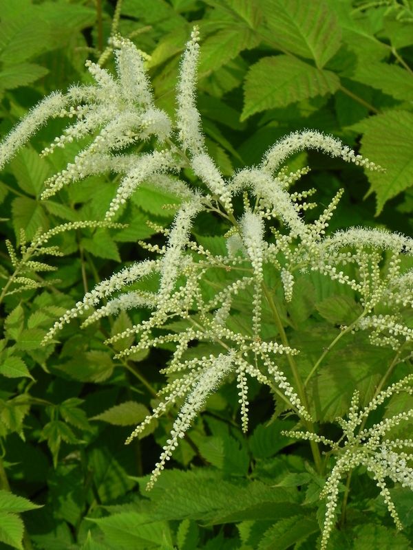 Aruncus dioicus