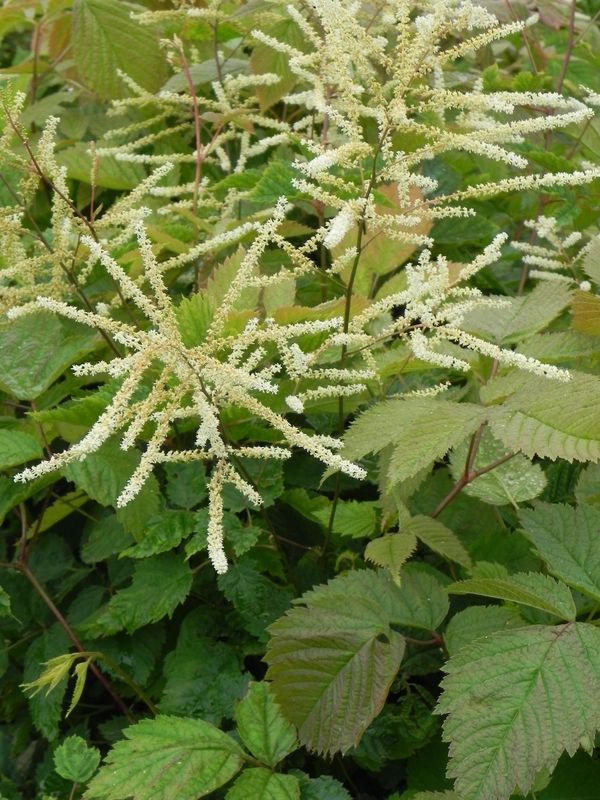 Aruncus dioicus