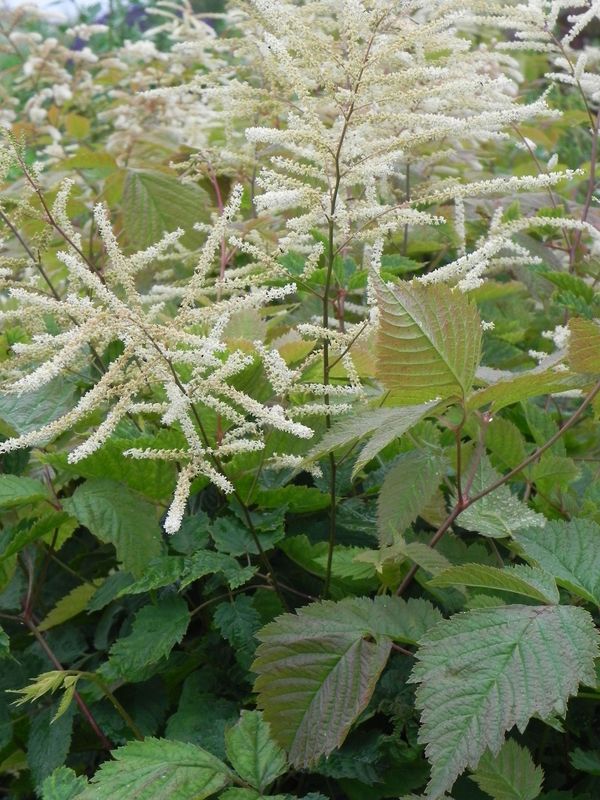 Aruncus dioicus