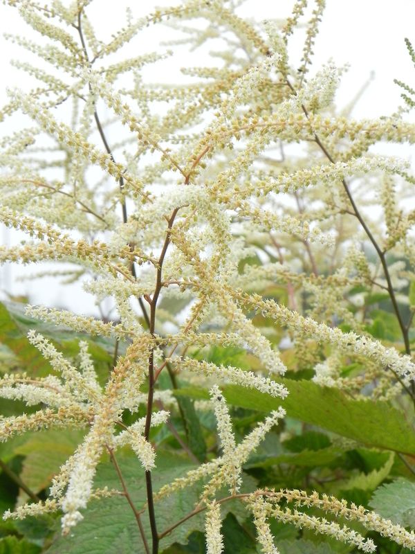 Aruncus dioicus