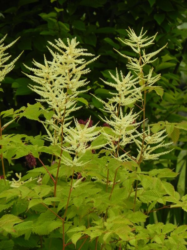 Aruncus dioicus