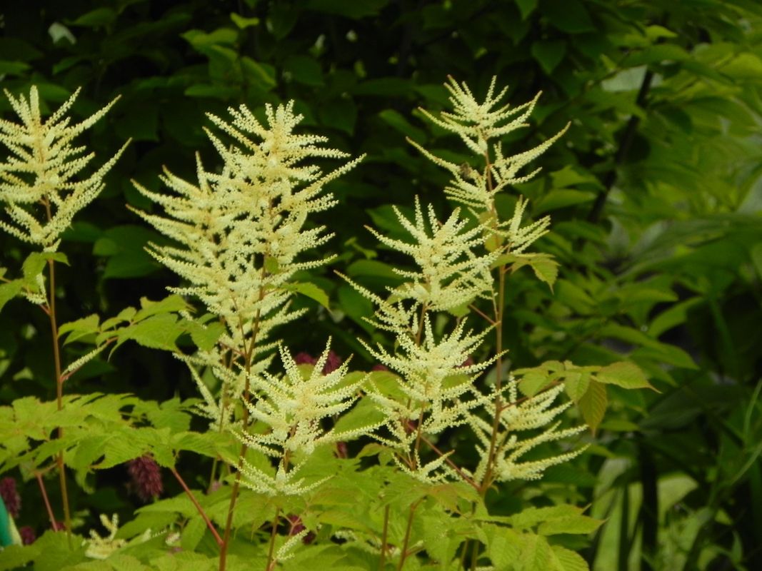 Aruncus dioicus