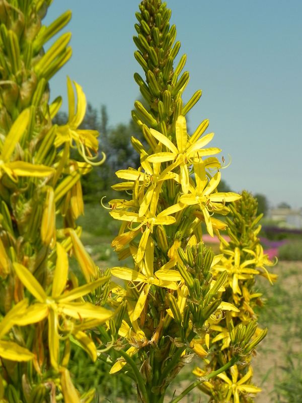 Asphodeline lutea
