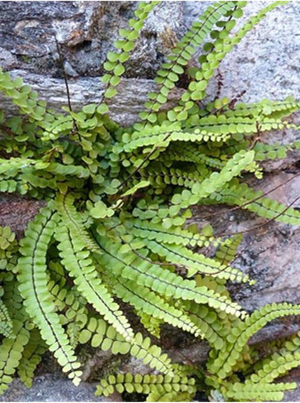 Asplenium trichomanes