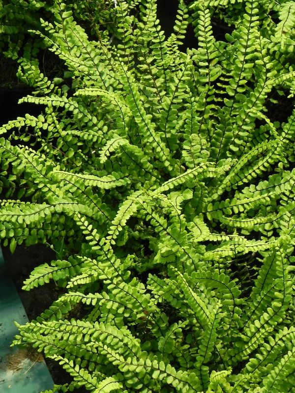 Asplenium trichomanes
