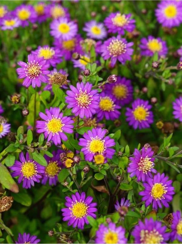 Aster ageratoides ‘Ezo Murasaki’