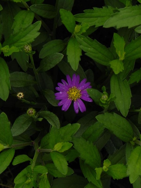 Aster ageratoides ‘Ezo Murasaki’
