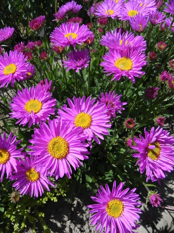 Aster alpinus ‘Happy End’