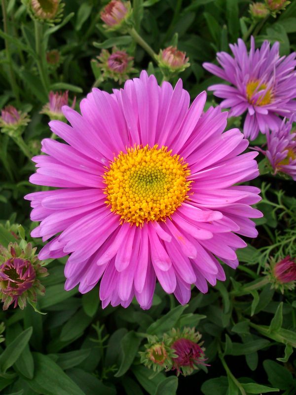 Aster alpinus ‘Happy End’