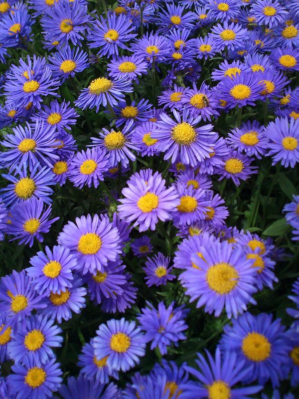 Aster alpinus ‘Violet’