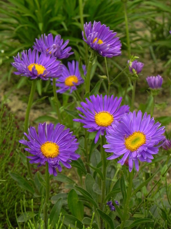 Aster alpinus ‘Violet’