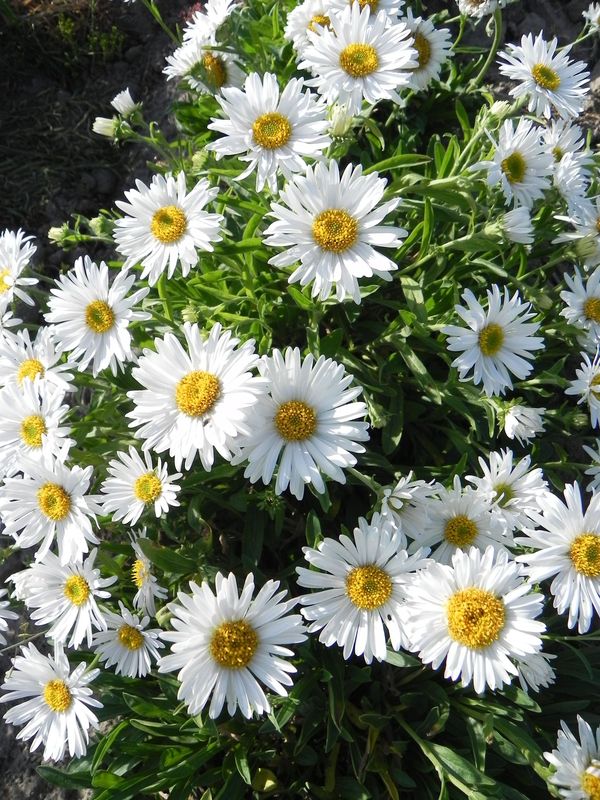 Aster alpinus ‘White’