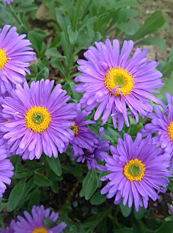 Aster alpinus ‘Dark Beauty’