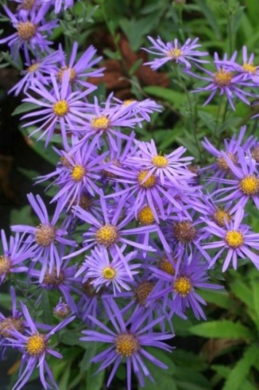 Aster amellus ‘Rudolf Goethe’