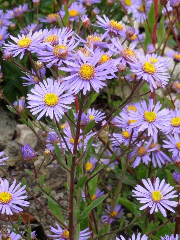 Aster amellus ‘Dr Otto Petschek’