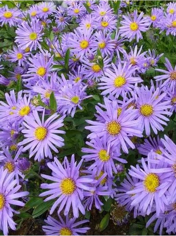 Aster amellus ‘Blue King’