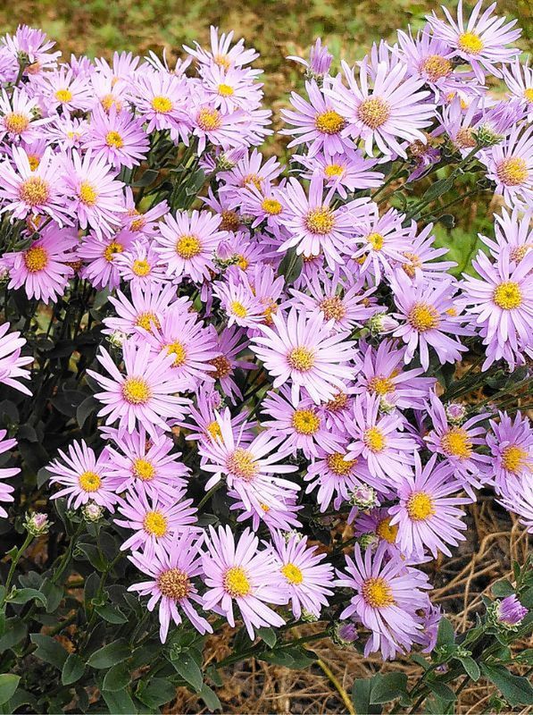 Aster amellus ‘Rosa Erfullung’