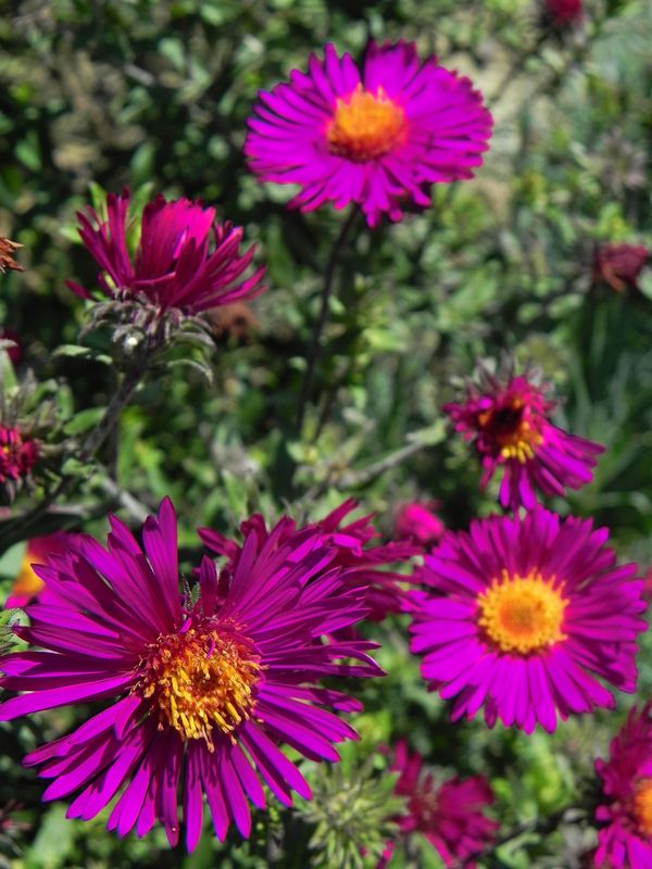 Aster novi-angliae ‘Septemberrubin’