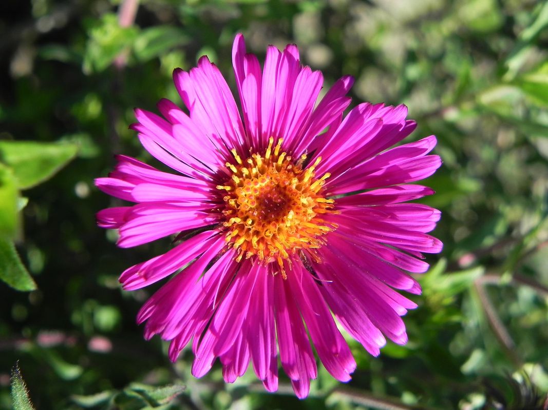 Aster novi-angliae ‘Septemberrubin’