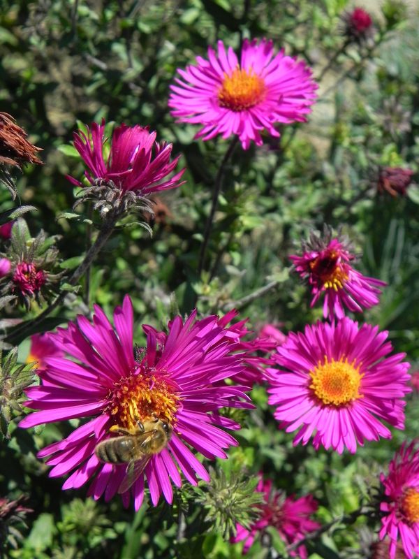 Aster novi-angliae ‘Septemberrubin’